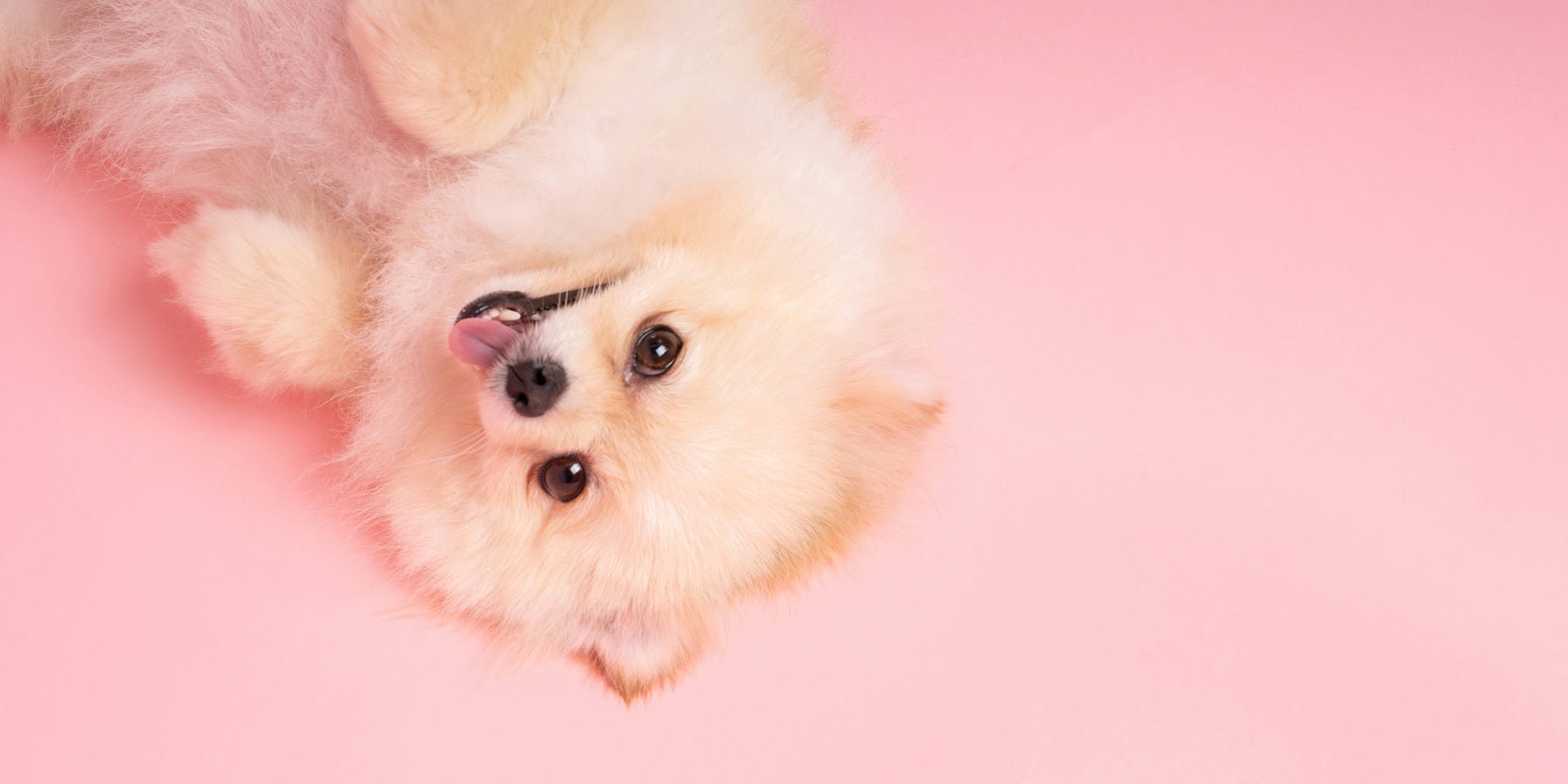 10 kleine geluksmomentjes die je samen met je hond creëert