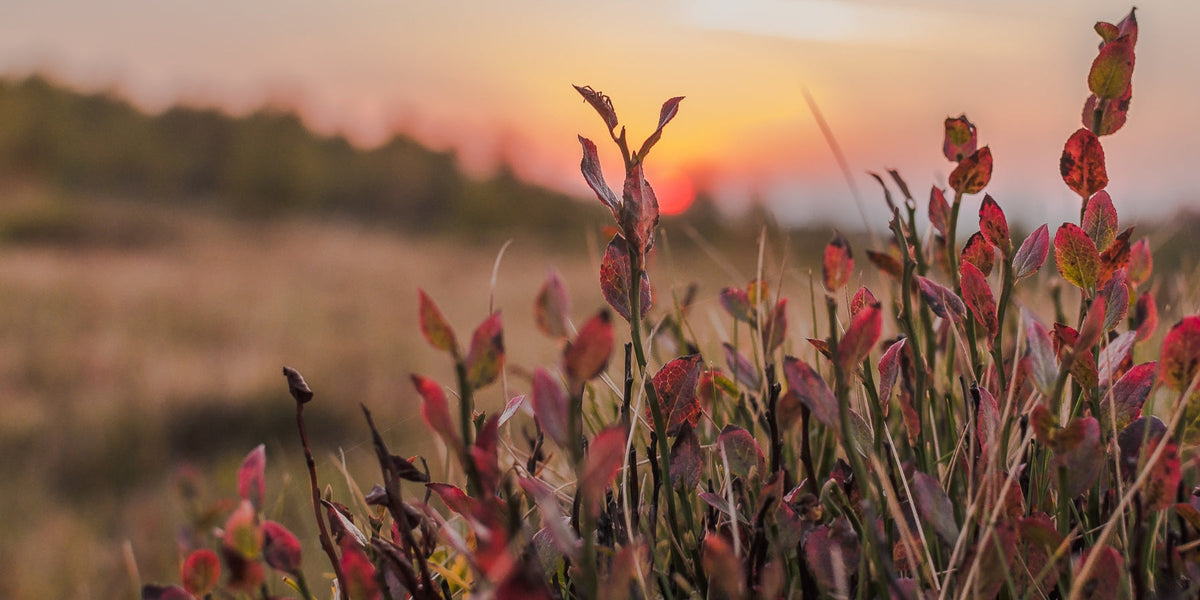 Laten we volop van de herfst genieten! (7 tips)