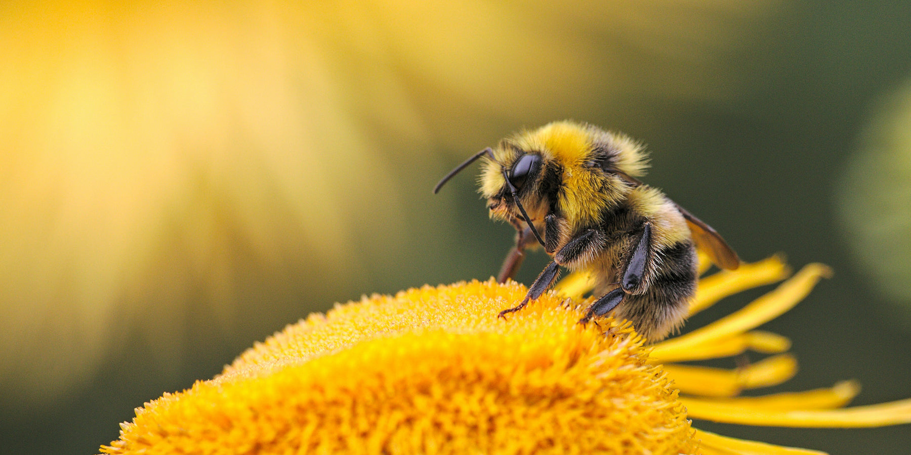 Bijen stemmen, dansen en tellen: ze zijn slimmer dan je denkt
