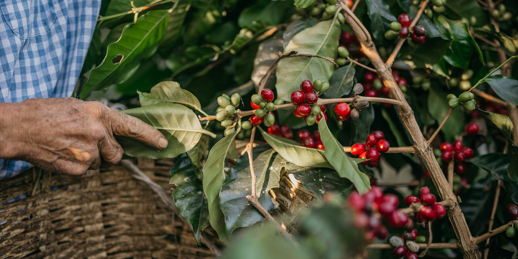 Biologische koffie: wat maakt deze koffie anders?