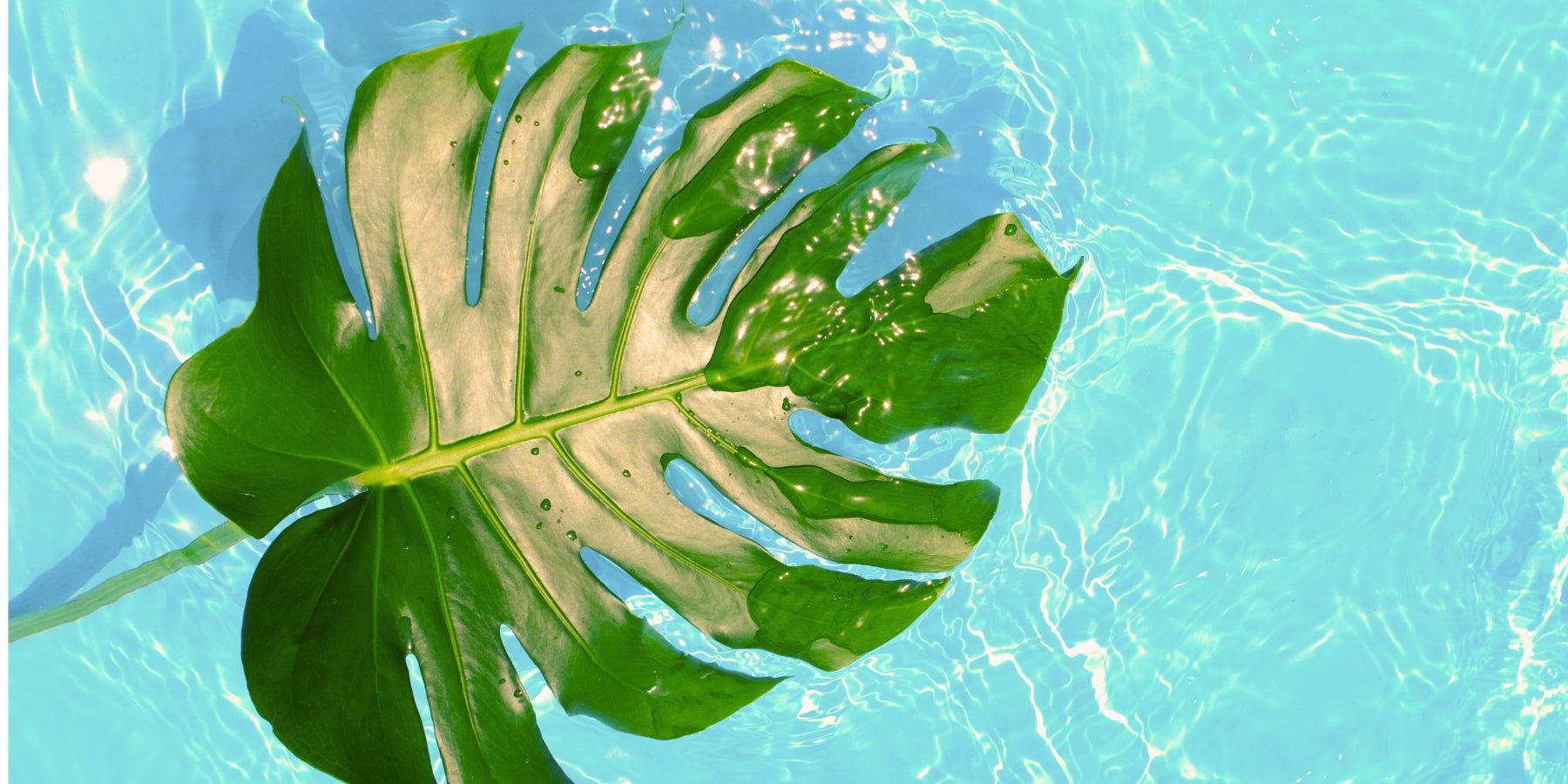 Deze plant verovert je woonkamer zonder moeite - Happlify