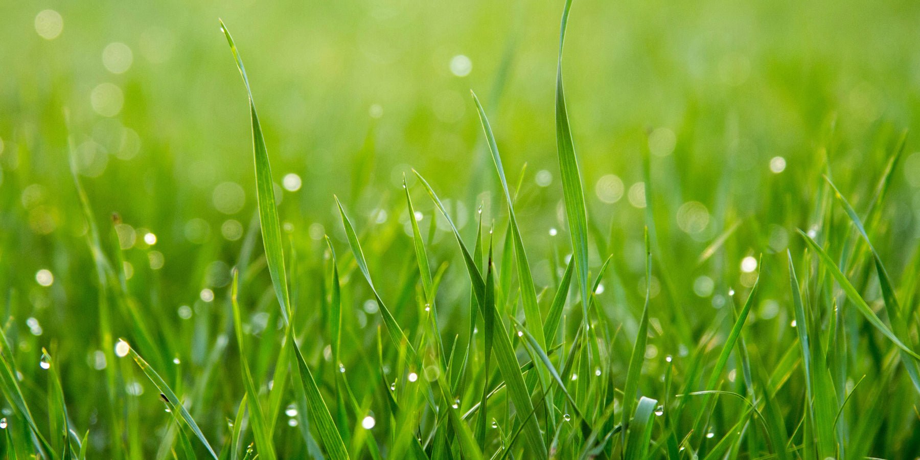 Een gazon in je tuin zonder onderhoud? Kies voor kunstgras