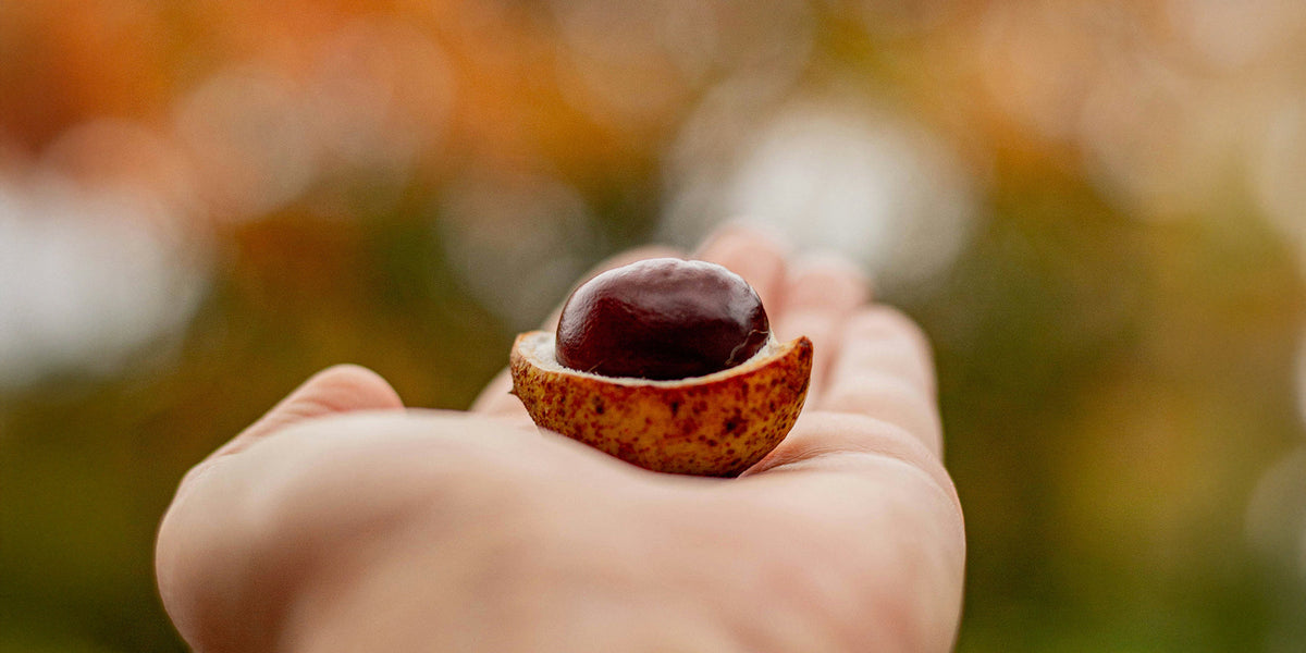 Waarom je een kastanje in je jaszak moet stoppen (en andere herfstgeluksbrengers)