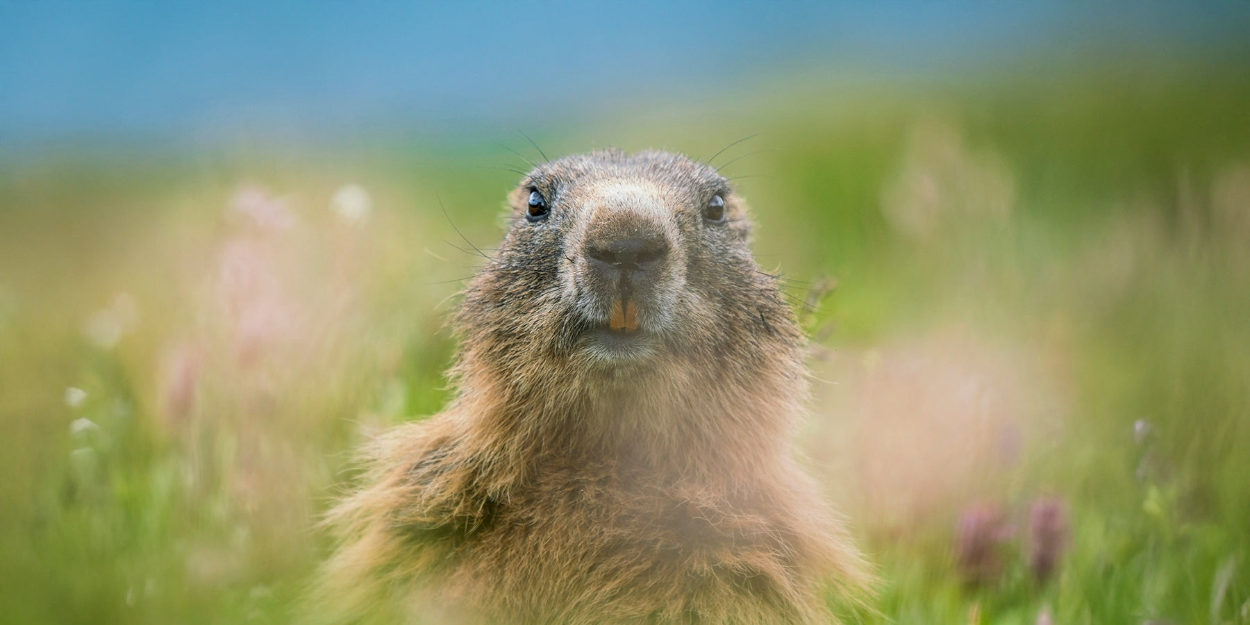 Groundhog Day: waarom jij deze uitdrukking kent (en hoe je eraan ontsnapt)