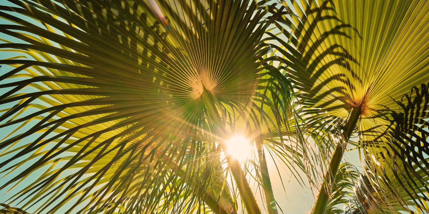 Haal de vakantie in huis met een trachycarpus fortunei - Happlify
