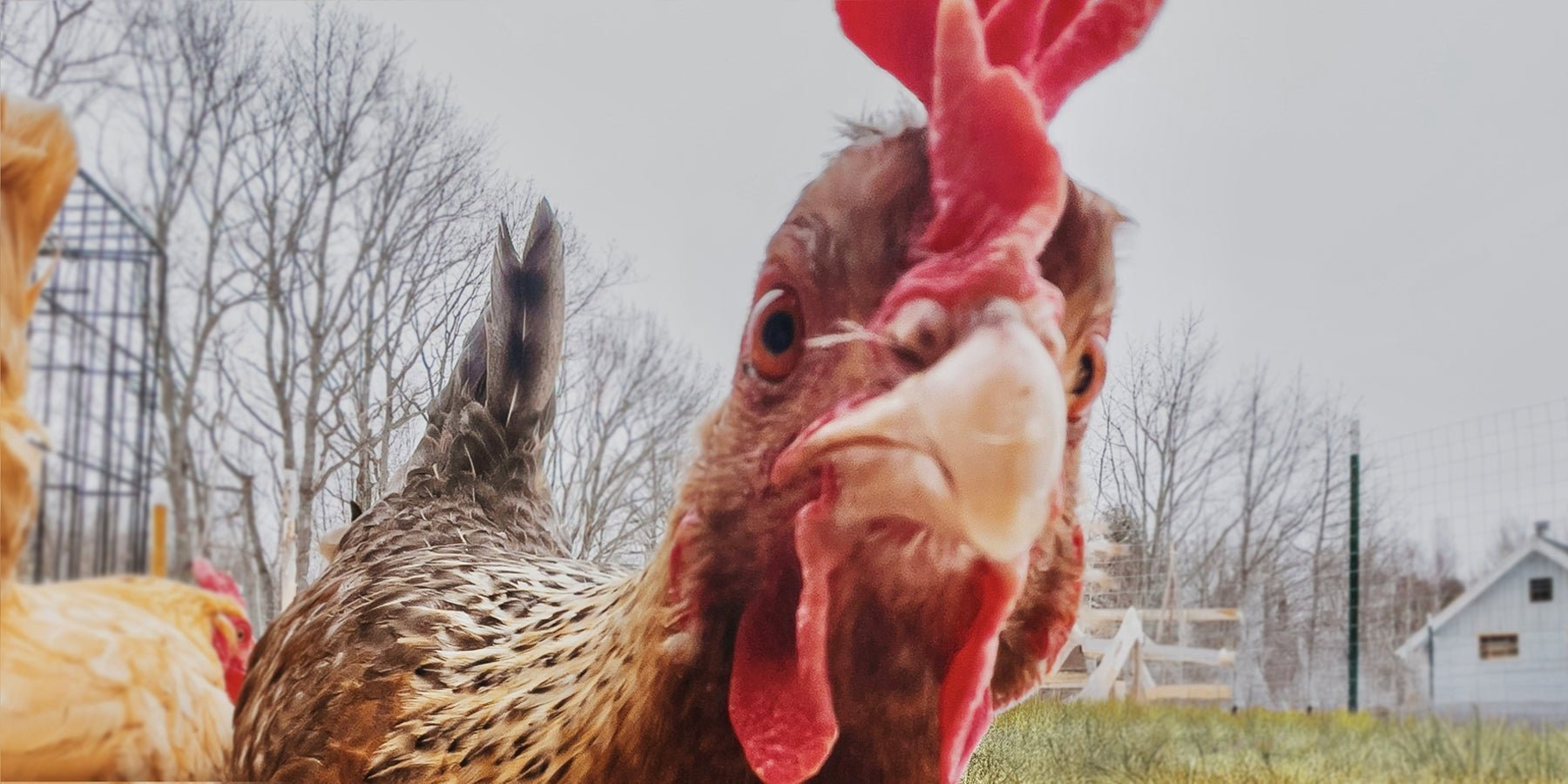 Happy YouTube find: Chicken Club Compilation - Happlify