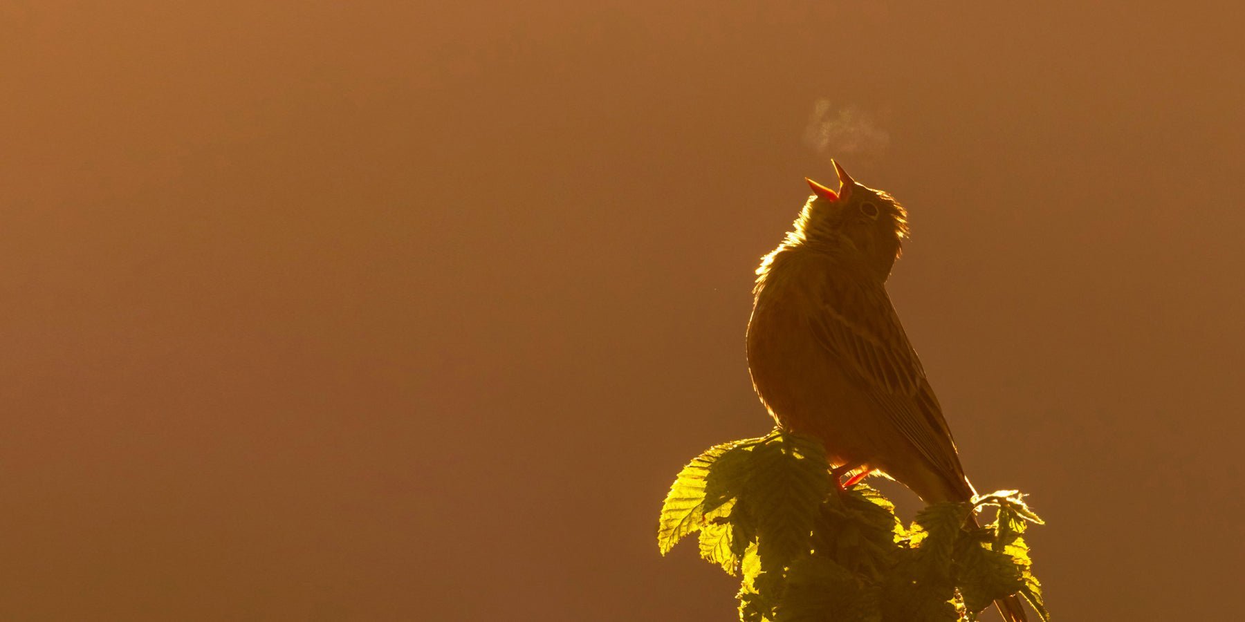 Waarom kleine dingen je dag redden (en je brein dat al wist)