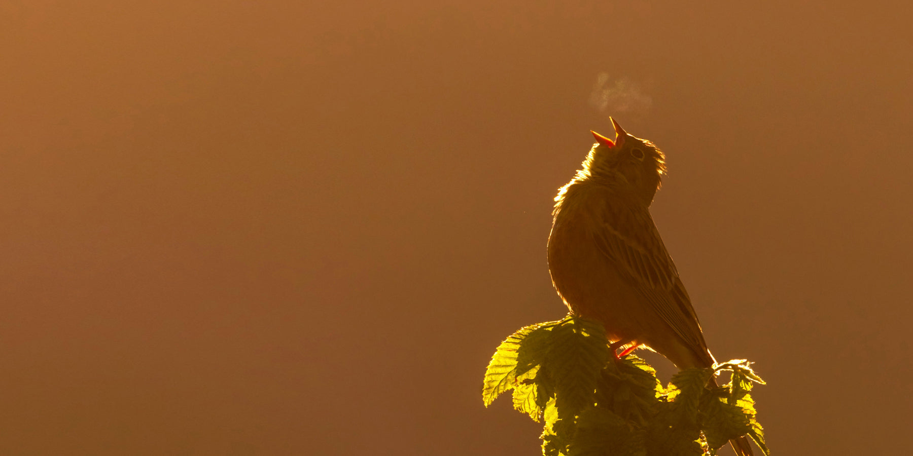 Waarom kleine dingen je dag redden (en je brein dat al wist)