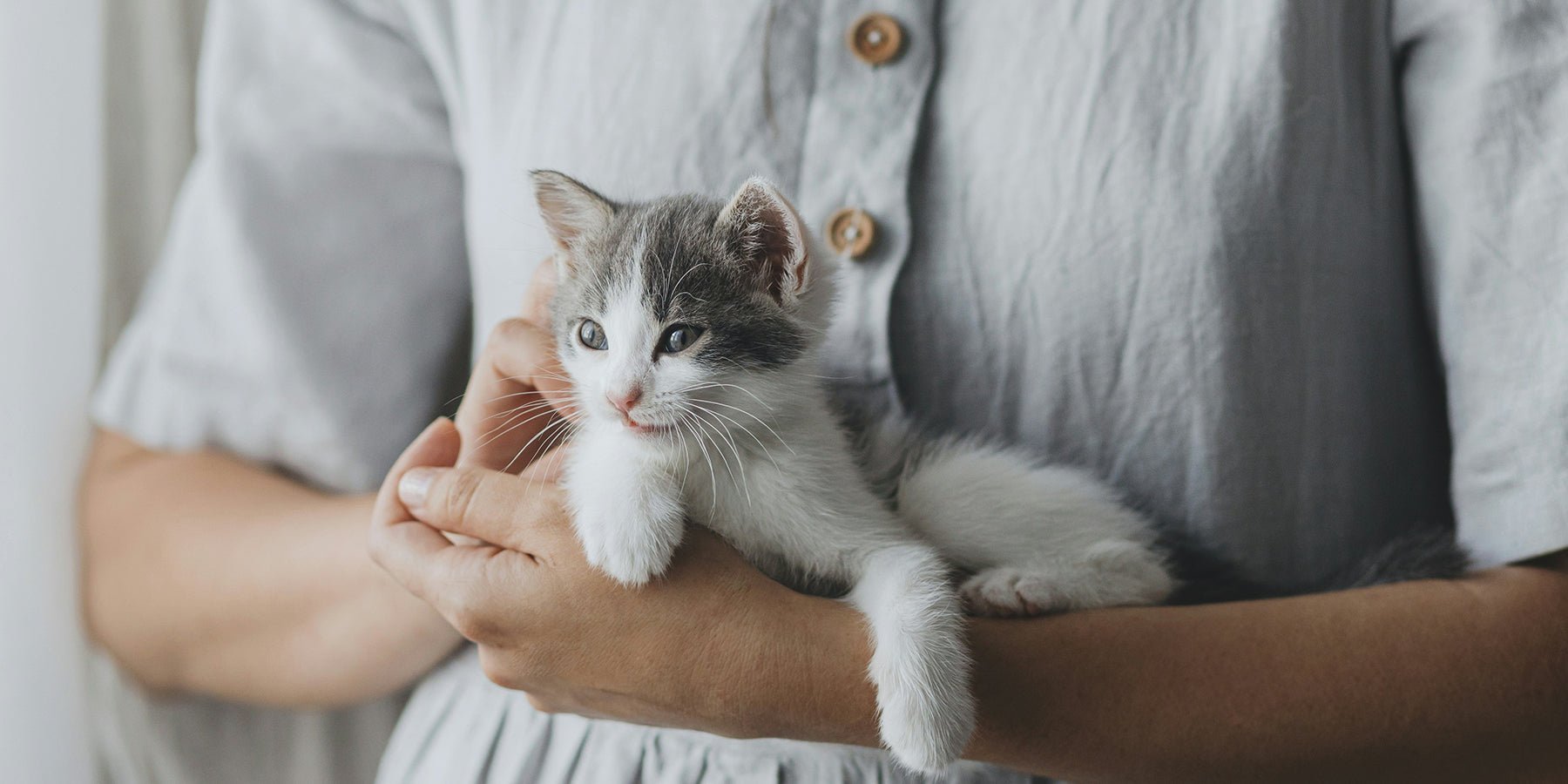 Je eerste kitten? Vergeet deze 7 dingen niet - Happlify