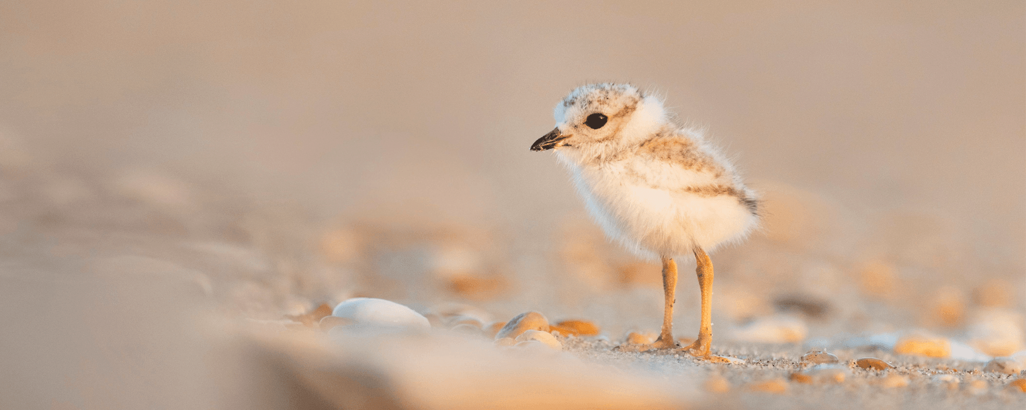 Klein geluk en nog meer genieten - 7 tips - Happlify