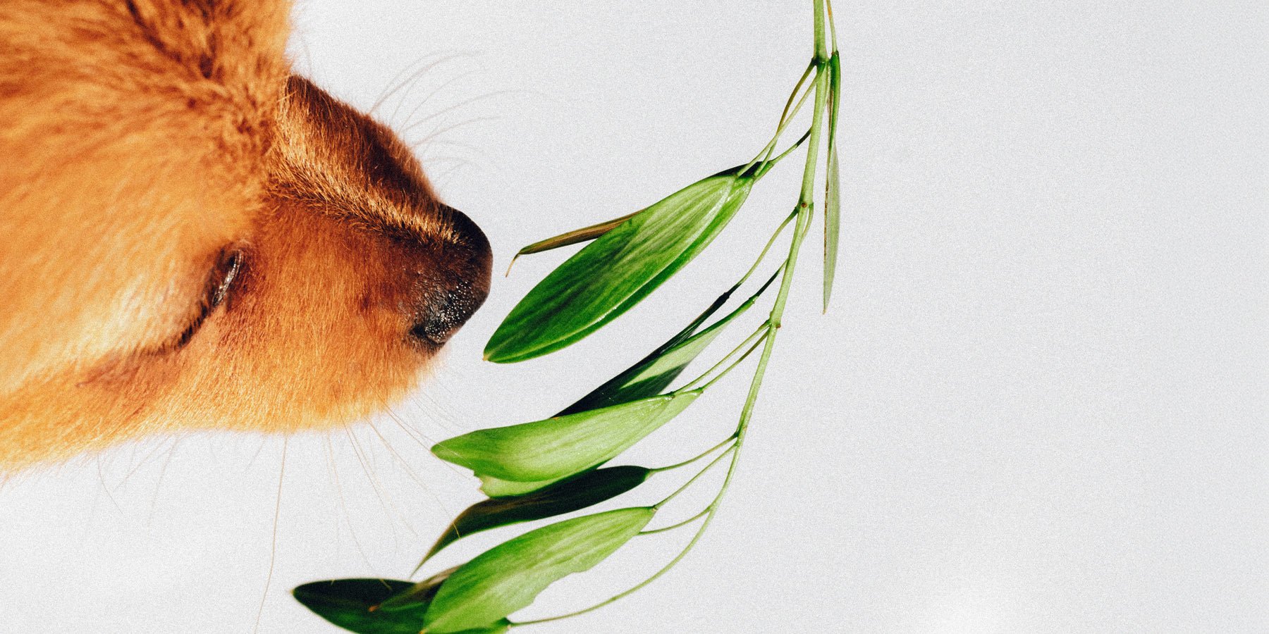 Klein geluk in huis met de kracht van geur