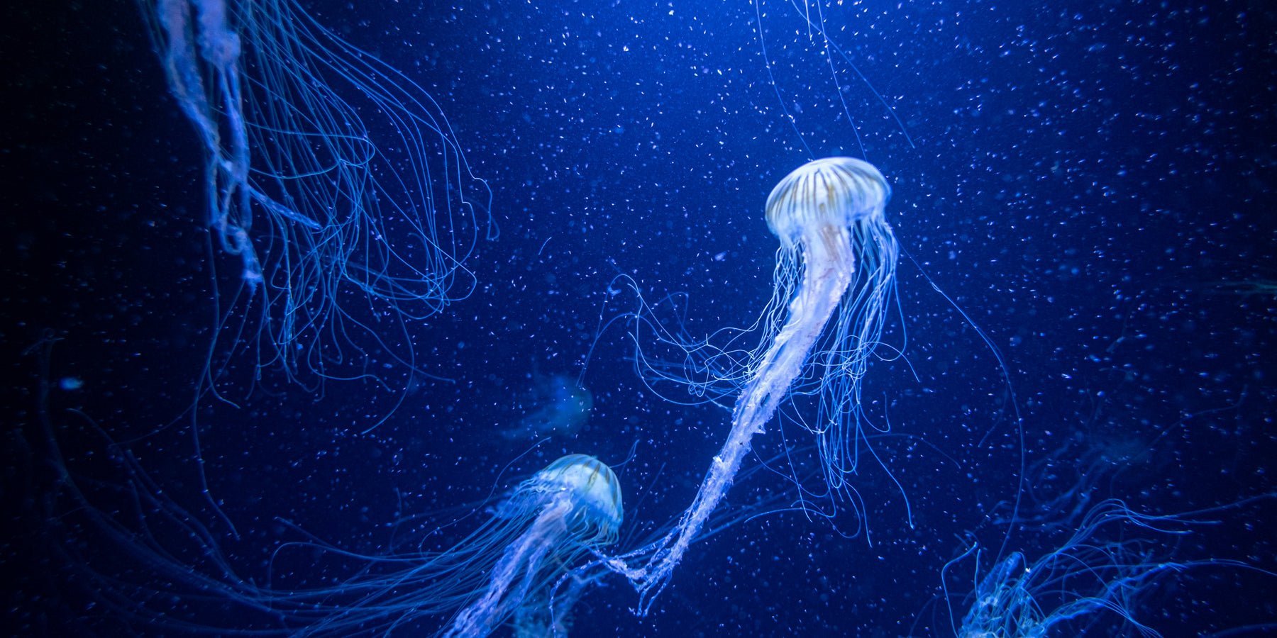 10 Fascinerende feiten over de kleur blauw die je nog niet kende - Happlify