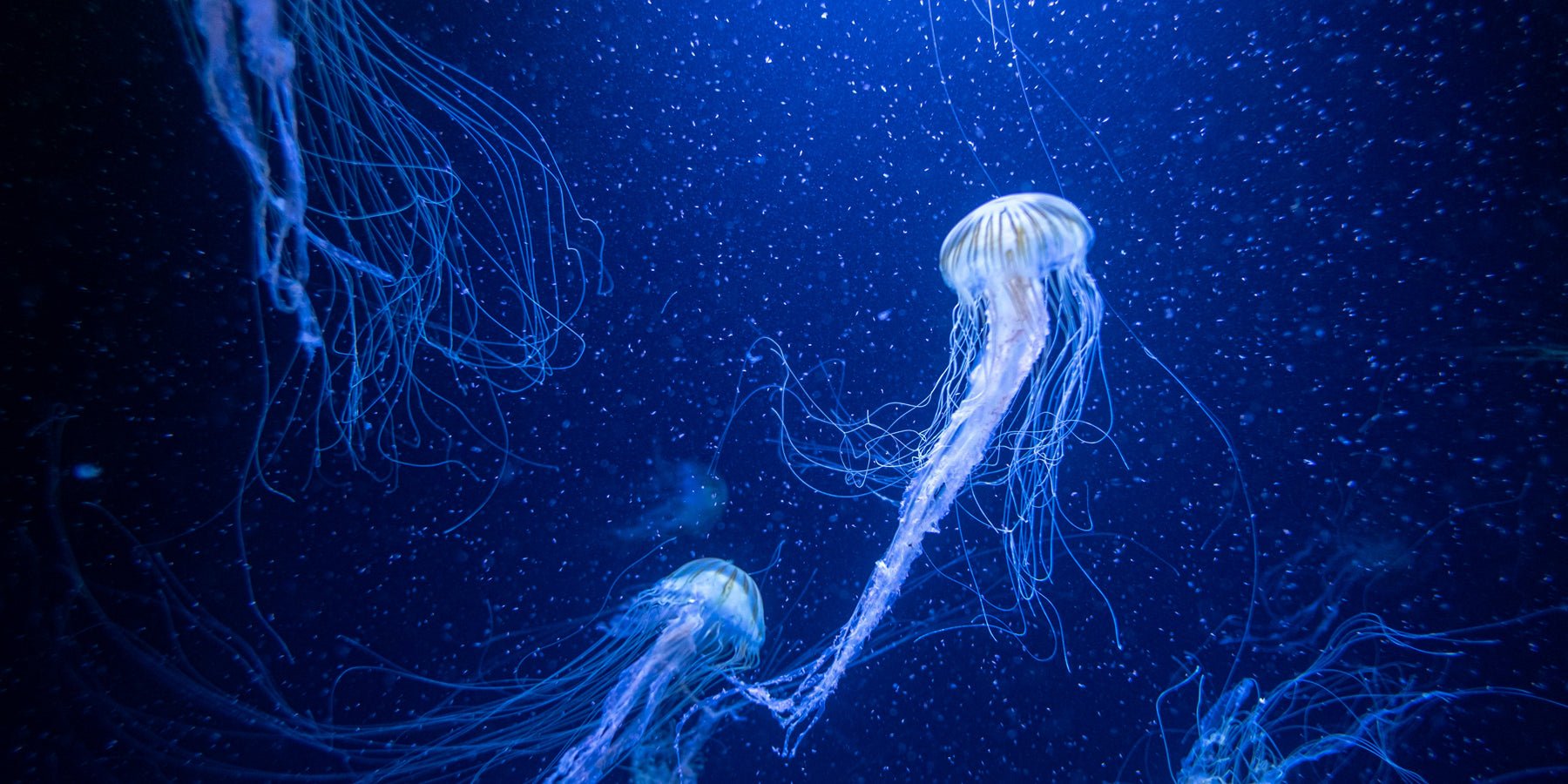 10 Fascinerende feiten over de kleur blauw die je nog niet kende - Happlify