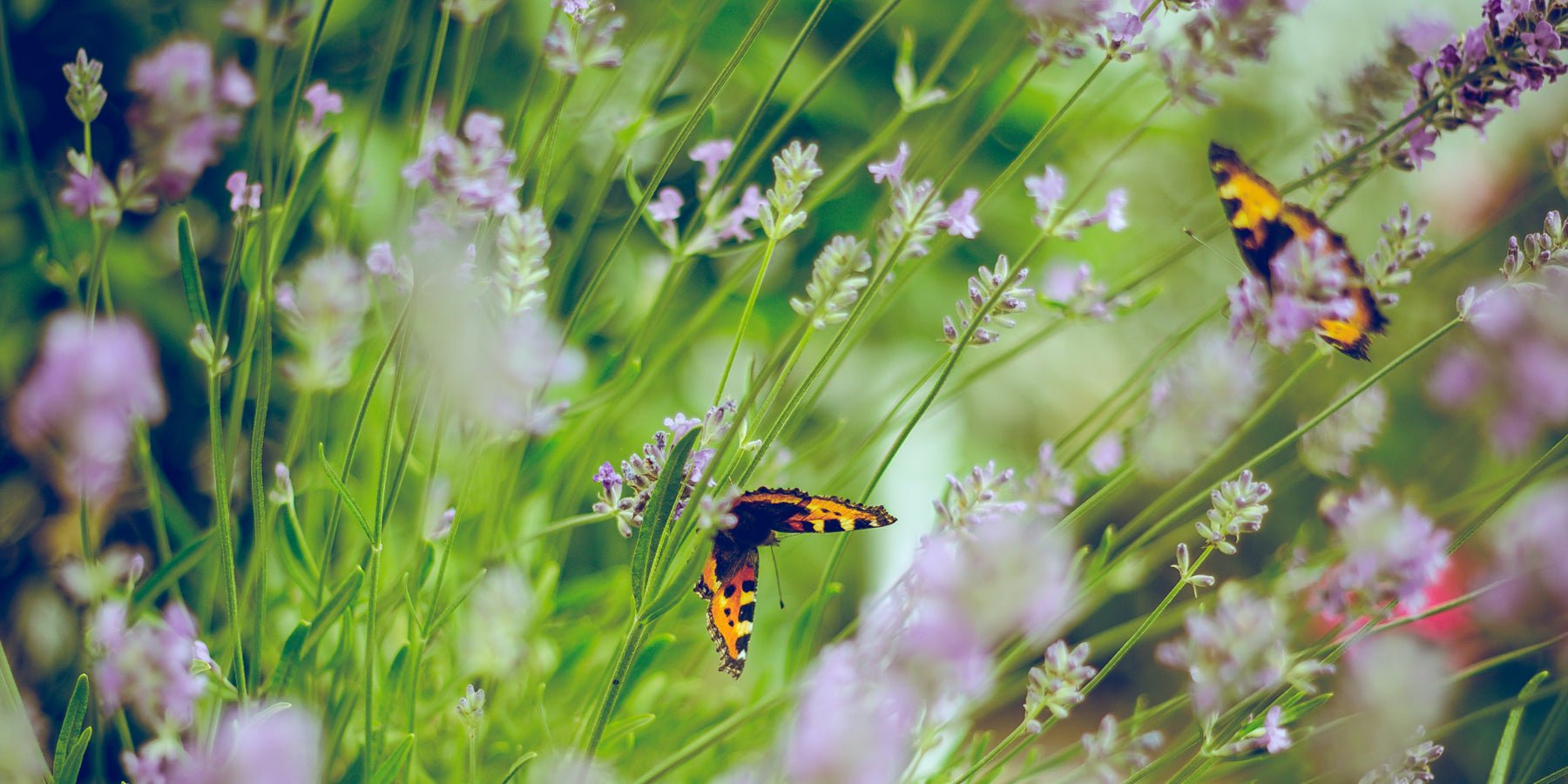 Met deze planten heb je het hele jaar kleur in je tuin