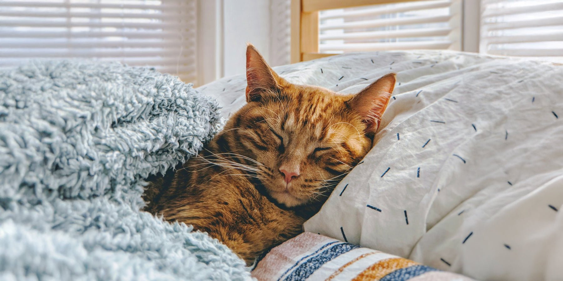 Tips voor een gezonde en blije kat: wat elke kat nodig heeft - Happlify