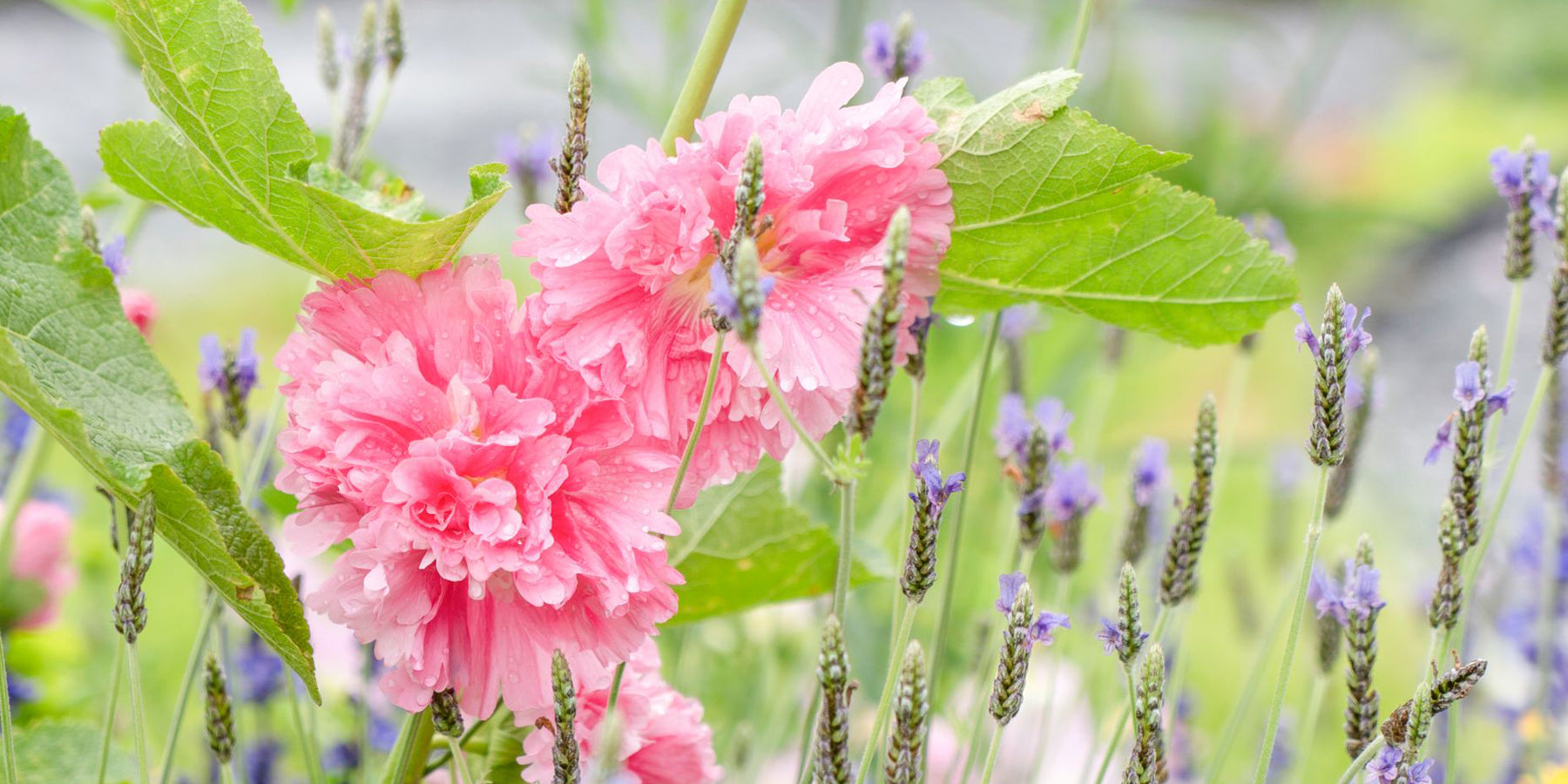 Vrolijkheid in de tuin!