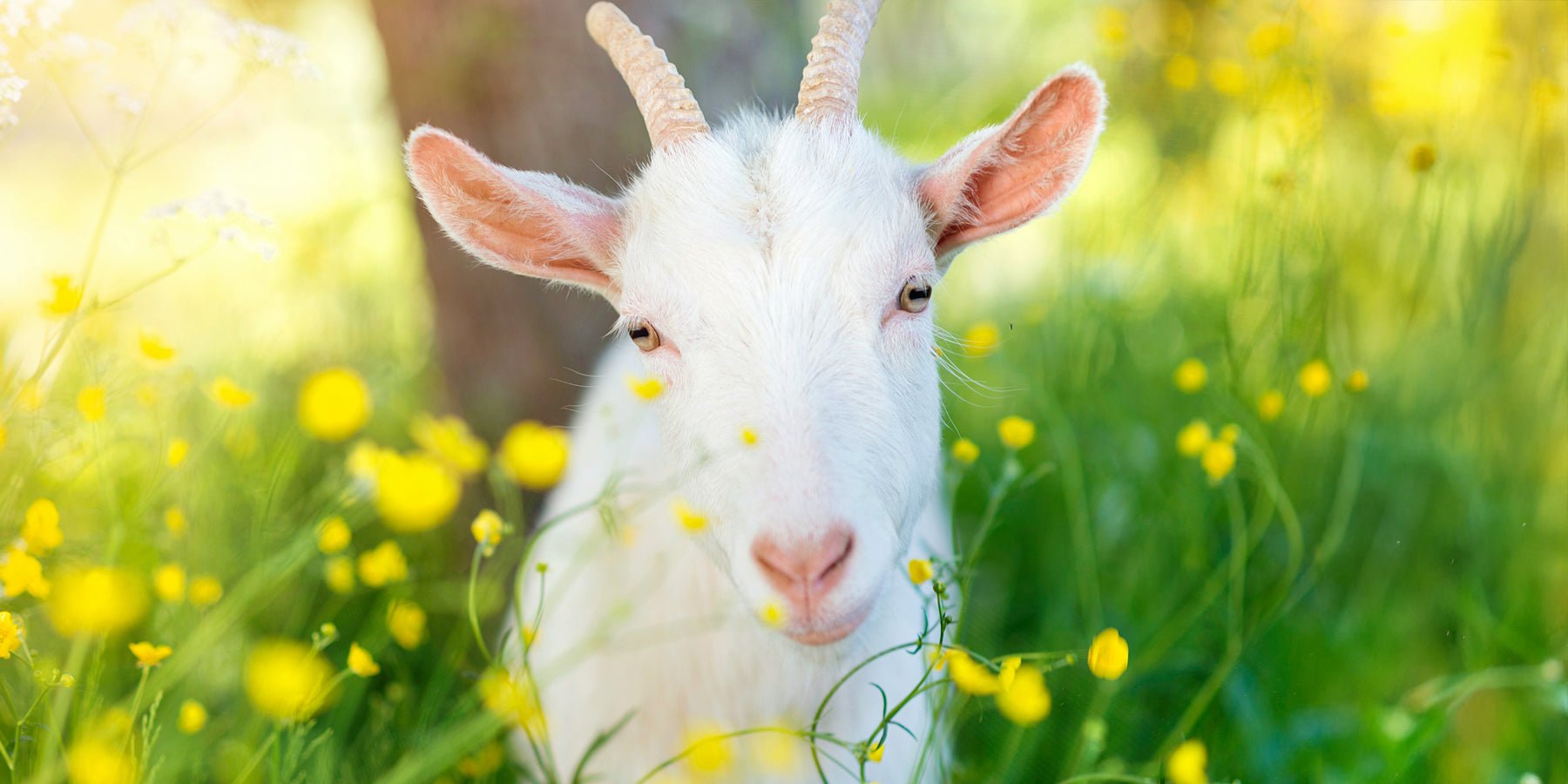 Waarom geiten zo leuk zijn (volgens Gerrit de Geit)