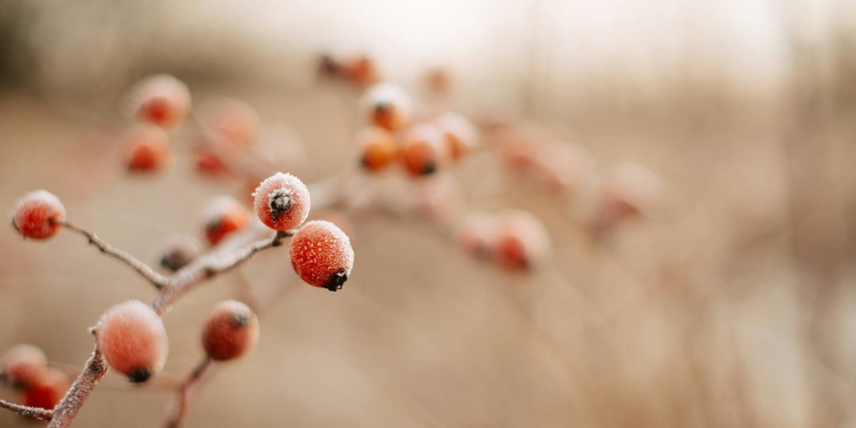 Met deze 5 tips haal je alles uit je tuin (ook in de winter)