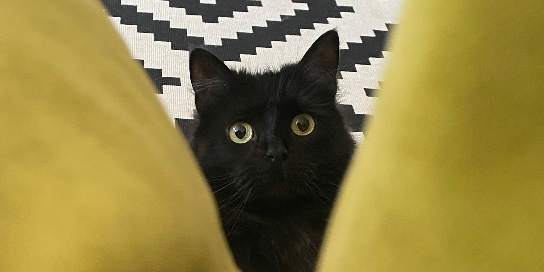 Zwarte katten: alles over deze fluffy furballs + musthaves