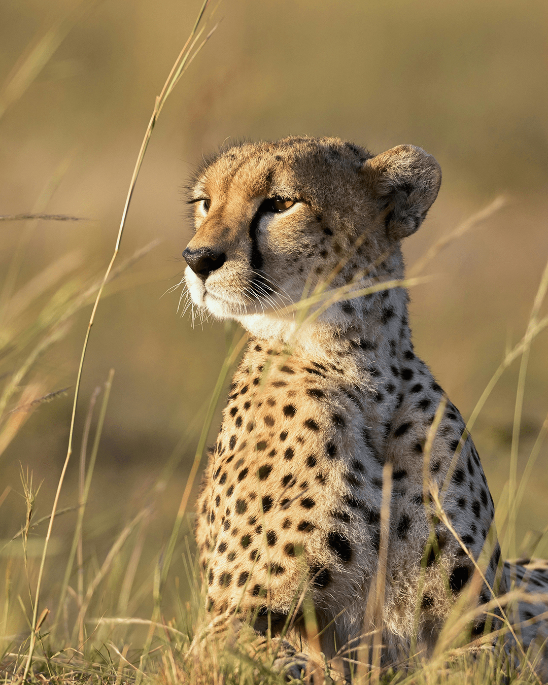 Afrika Plus voor onvergetelijke safari’s en reizen | Happlify happy place & webshop gids