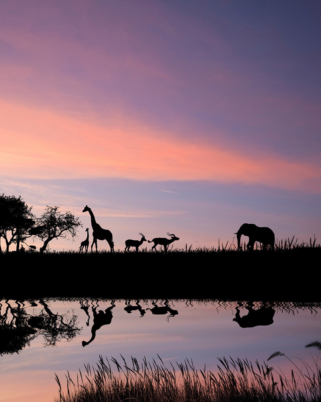 Afrika Plus voor onvergetelijke safari’s en reizen | Happlify happy place & webshop gids