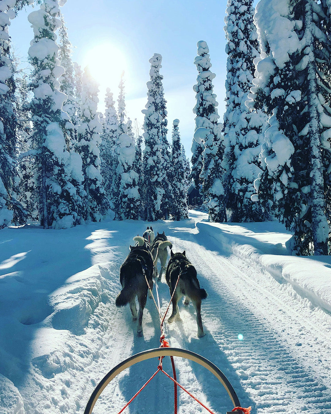 Vakantie Lapland: noorderlicht, huskysafari en winteravontuur