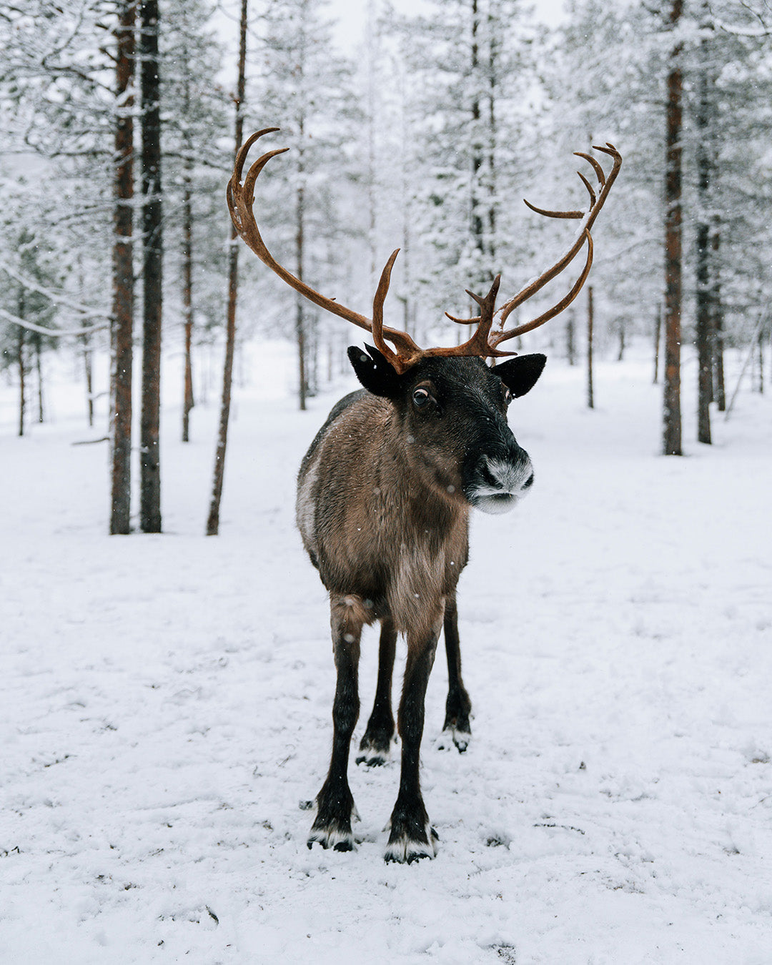 Vakantie Lapland: noorderlicht, huskysafari en winteravontuur