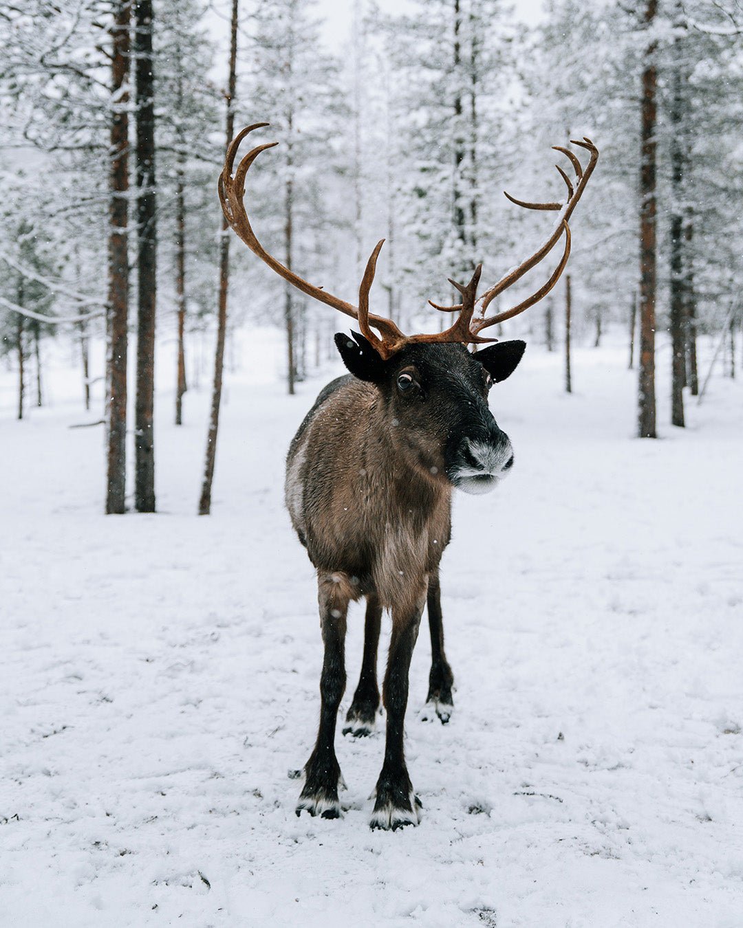 Vakantie Lapland: noorderlicht, huskysafari en winteravontuur | Happlify happy place & webshop gids