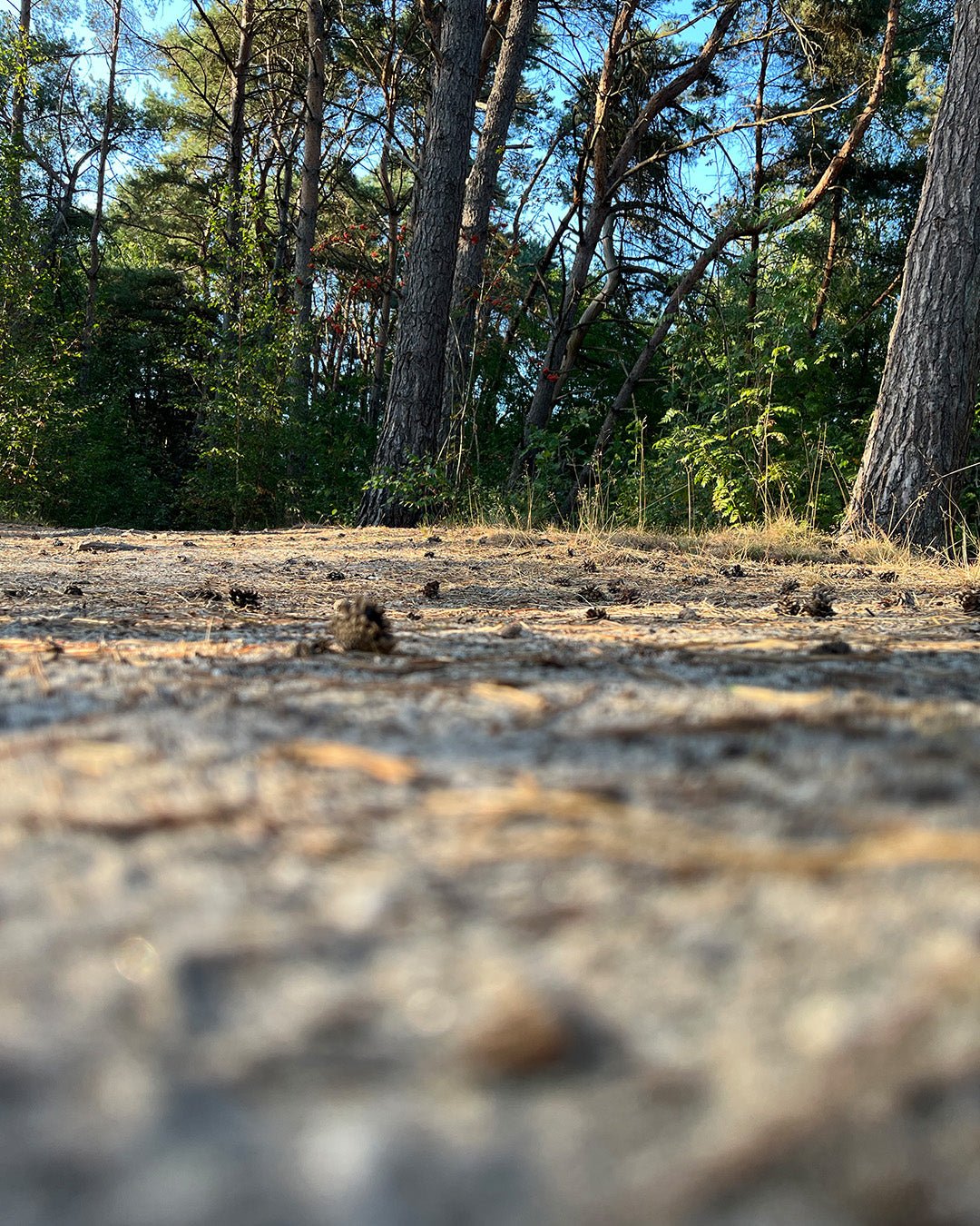 Center Parcs De Vossemeren | Happlify happy place & webshop gids