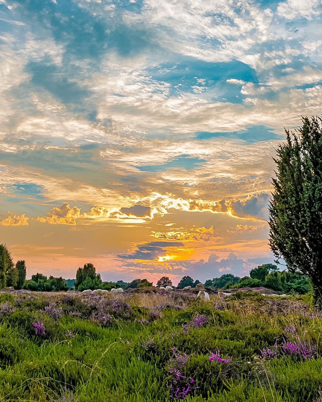 Vakantiepark Westerbergen Drenthe | Happlify happy place & webshop gids