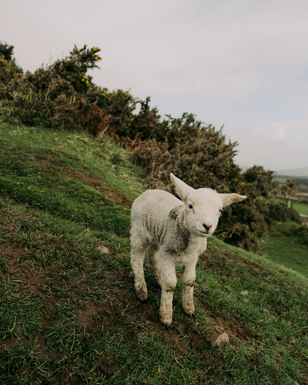 Ultimate roadtrip door Ierland