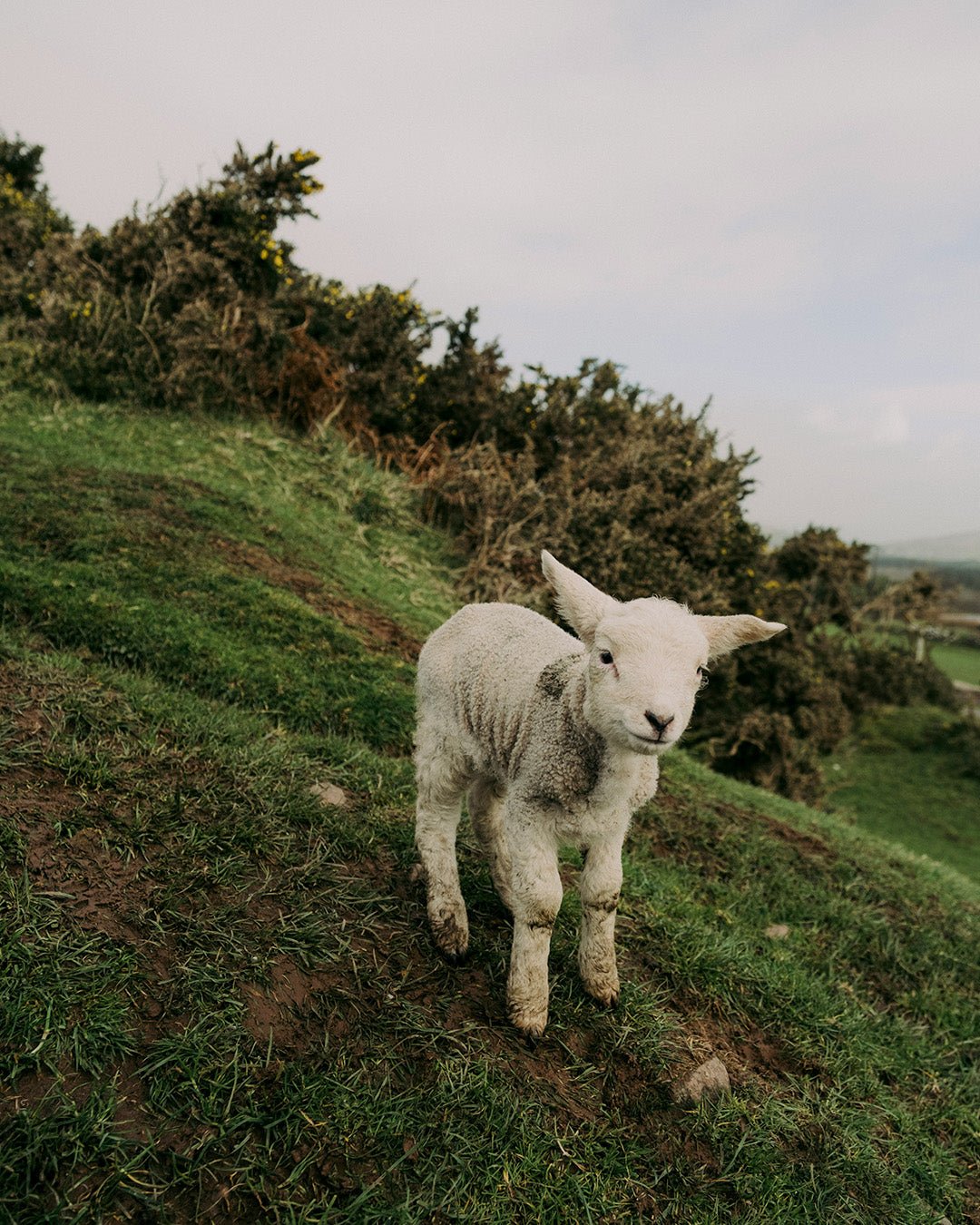 Ultimate roadtrip door Ierland | Happlify happy place & webshop gids
