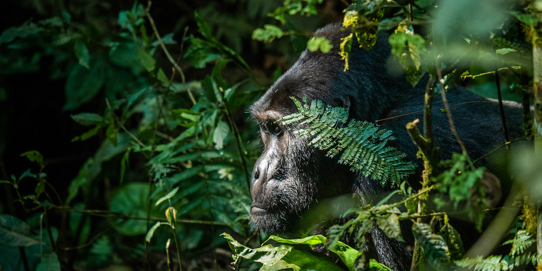 Oog in oog met de gorilla’s van Bwindi: een reis die je ziel raakt