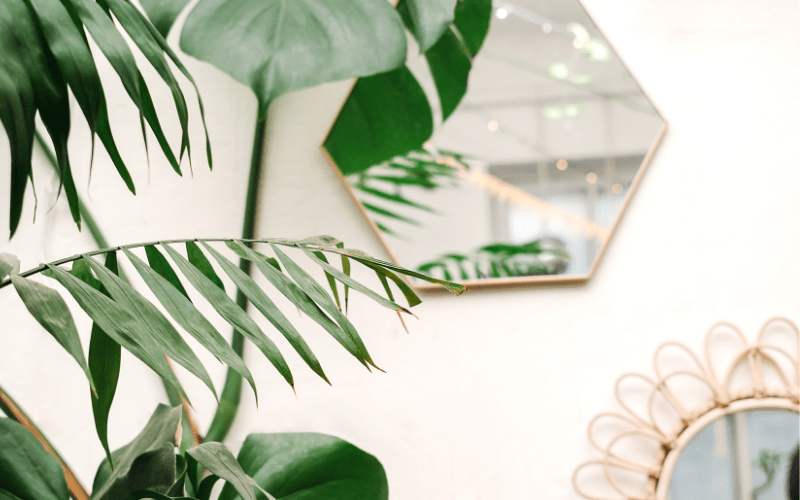 Maak je eigen happy jungle met (lucht)plantjes - Happlify