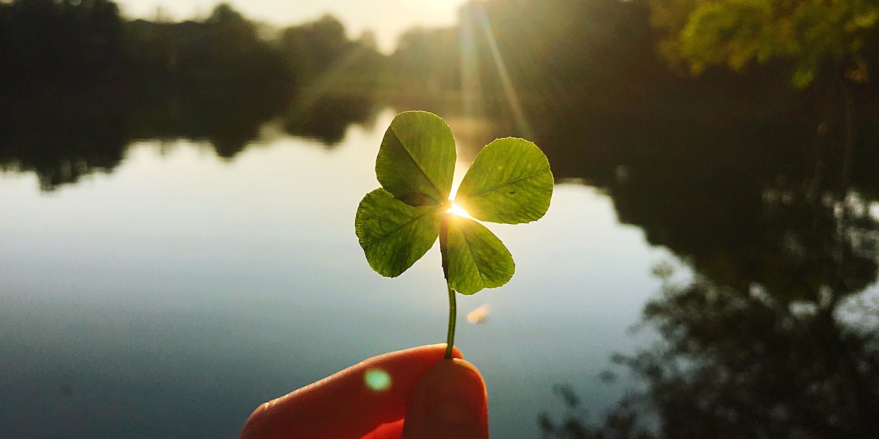 Gelukssymbool: het Klavertje vier