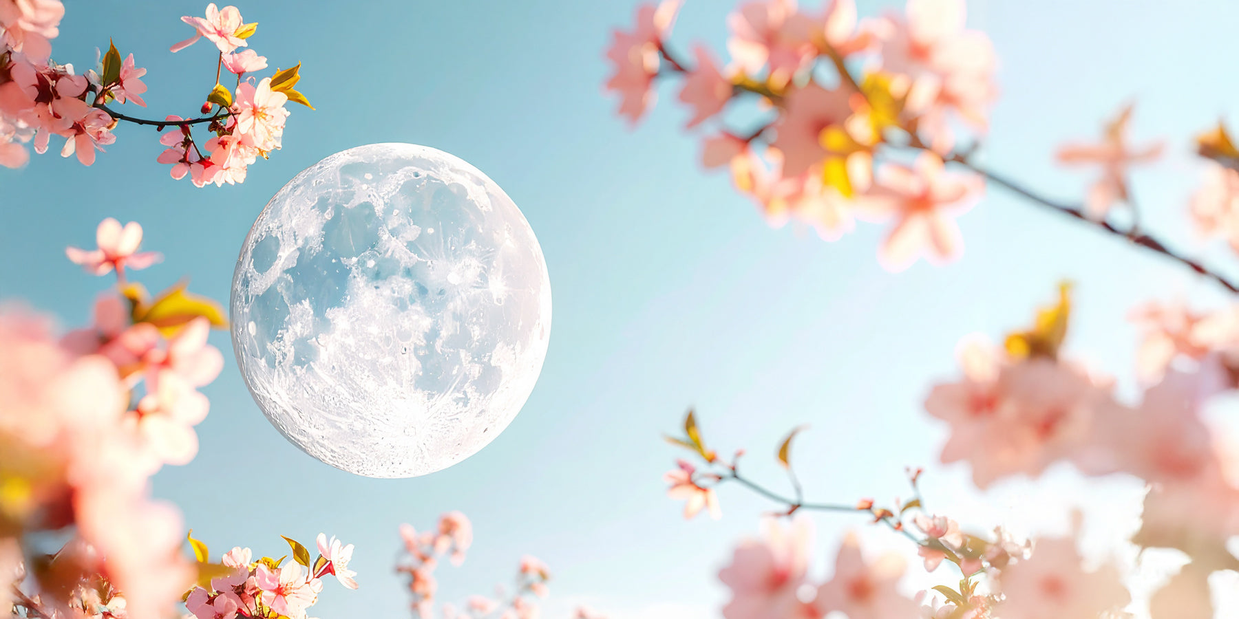 Bloemenmaan: een volle maan vol kleur, creativiteit en verwondering