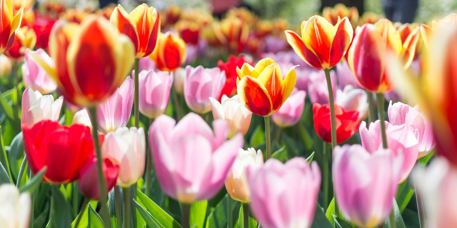 Zo wordt fietsen in de lente leuk en niet suf! Inspirerende tips - Happlify