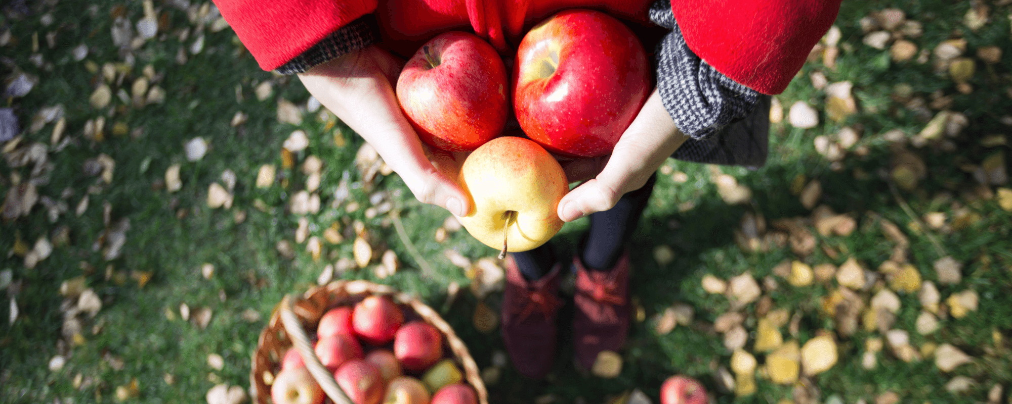 Herfstdagjes uit in Nederland - Happlify