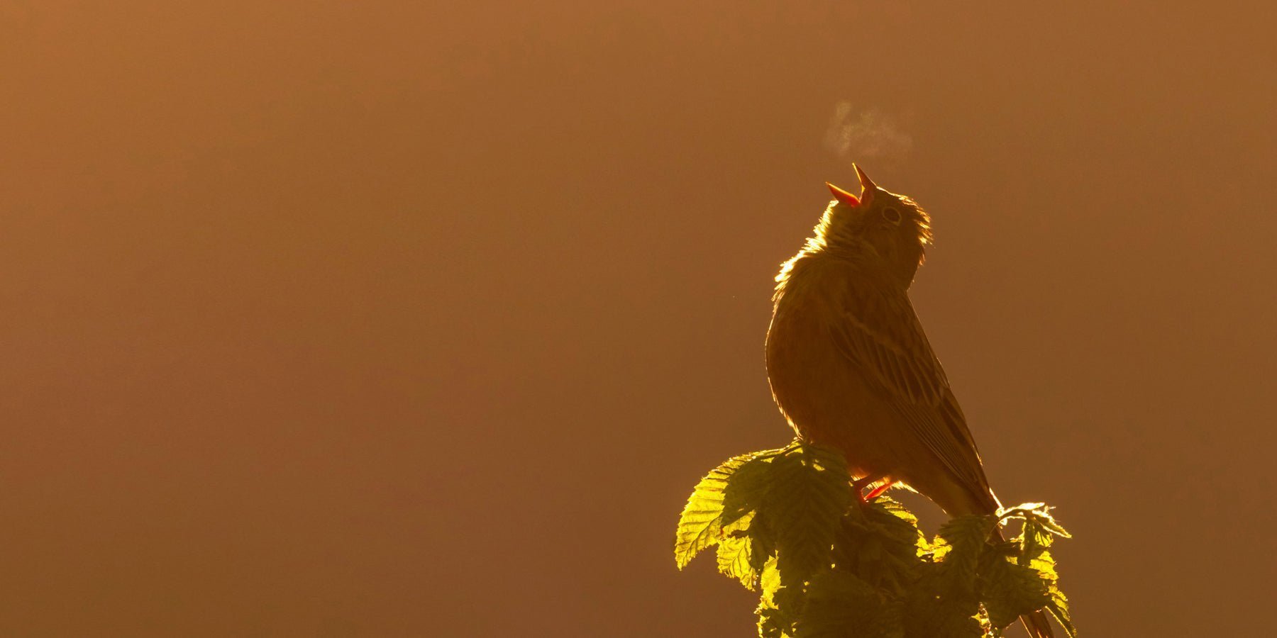 Waarom kleine dingen je dag redden (en je brein dat al wist)