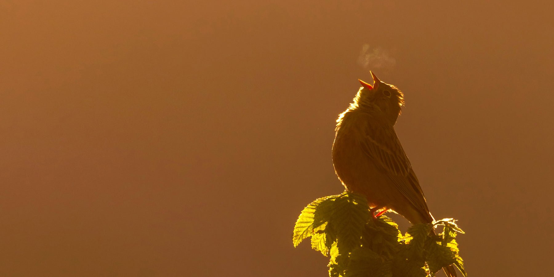 Waarom kleine dingen je dag redden (en je brein dat al wist)