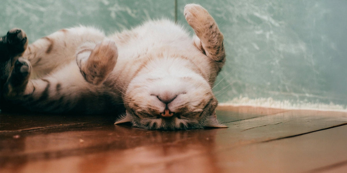 Dierendag: 6 dingen die je huisdier allang weet over geluk