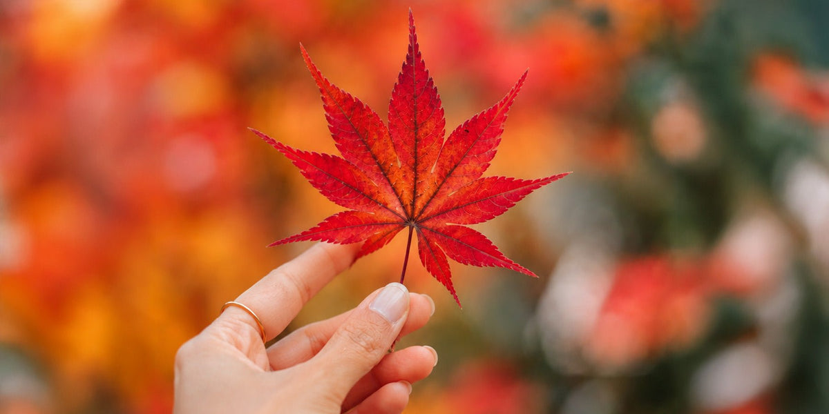 Momijigari: herfstbladeren kijken op z'n Japans en waar je dat in Nederland doet