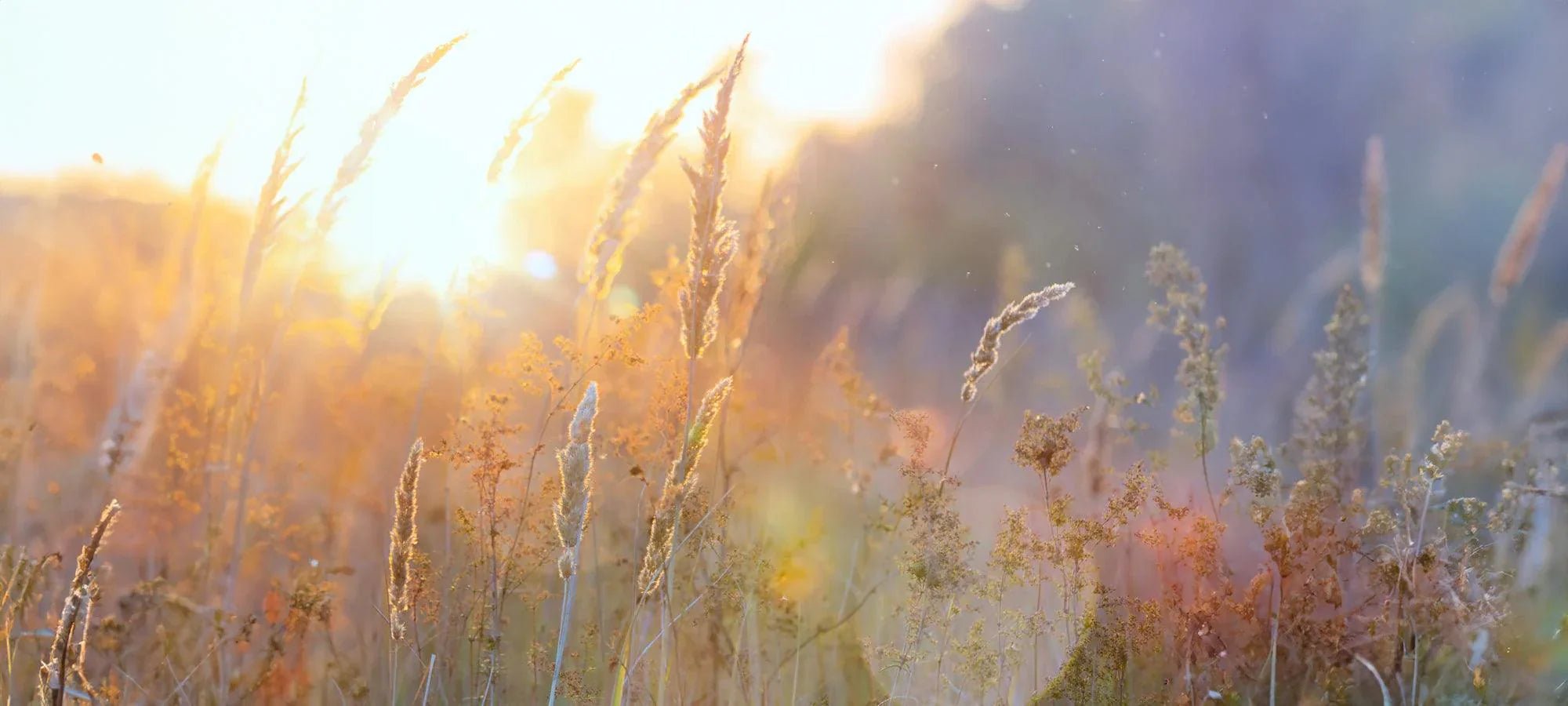 Huisdieren benodigdheden | Happlify