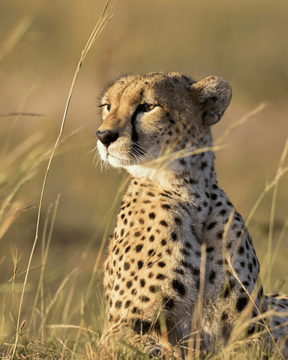 Afrika Plus voor onvergetelijke safari’s en reizen | Happlify happy place & webshop gids