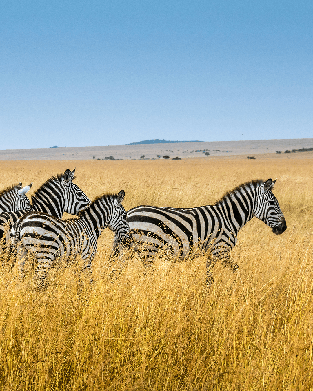 Afrika Plus voor onvergetelijke safari’s en reizen | Happlify happy place & webshop gids