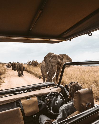 Afrika Plus voor onvergetelijke safari’s en reizen | Happlify happy place & webshop gids