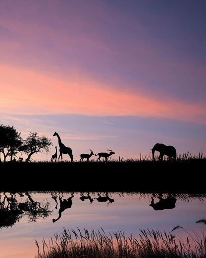 Afrika Plus voor onvergetelijke safari’s en reizen | Happlify happy place & webshop gids