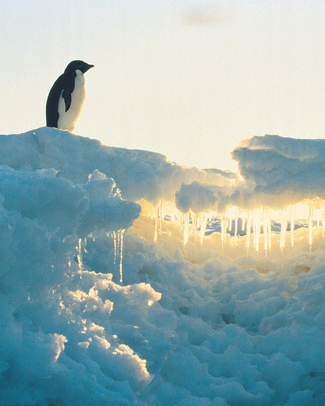 Expeditie Antartica: unieke zeereis naar het einde van de wereld