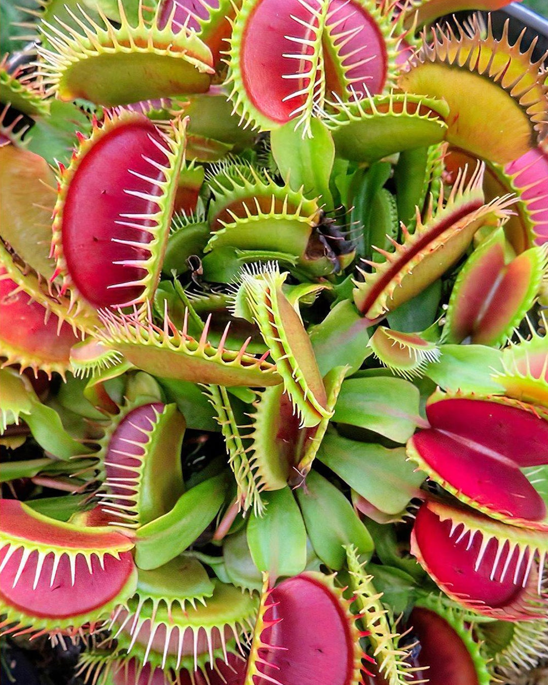 Helen’s Greenhouse