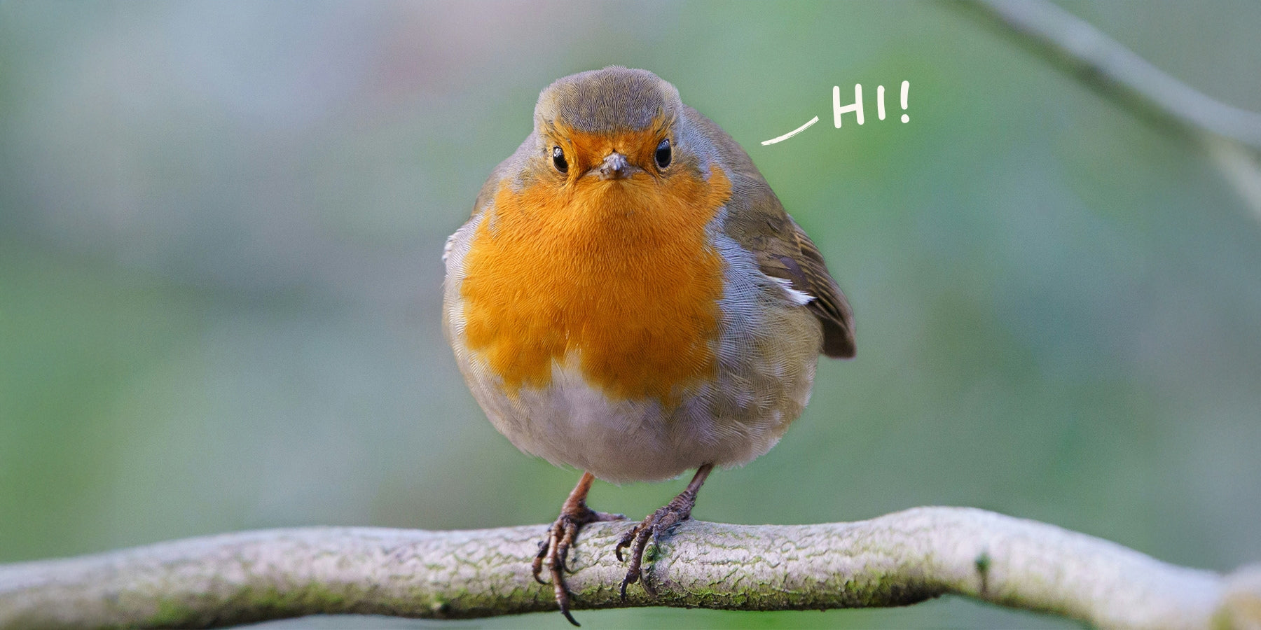 Geluksbrenger Roodborstje